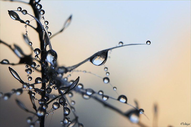 вода, капли *** фото превью