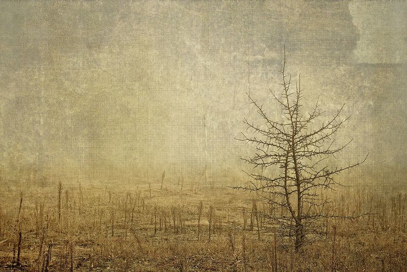 ...forgotten.. фото превью