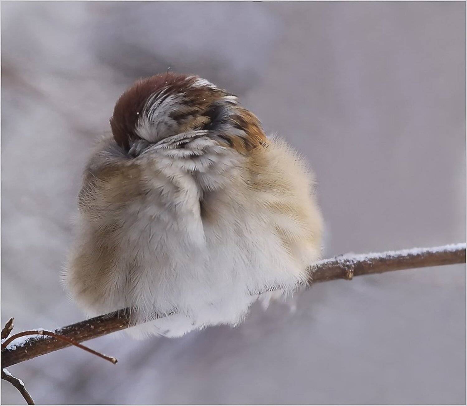 животные, птицы, воробей, Зоя Лаптева