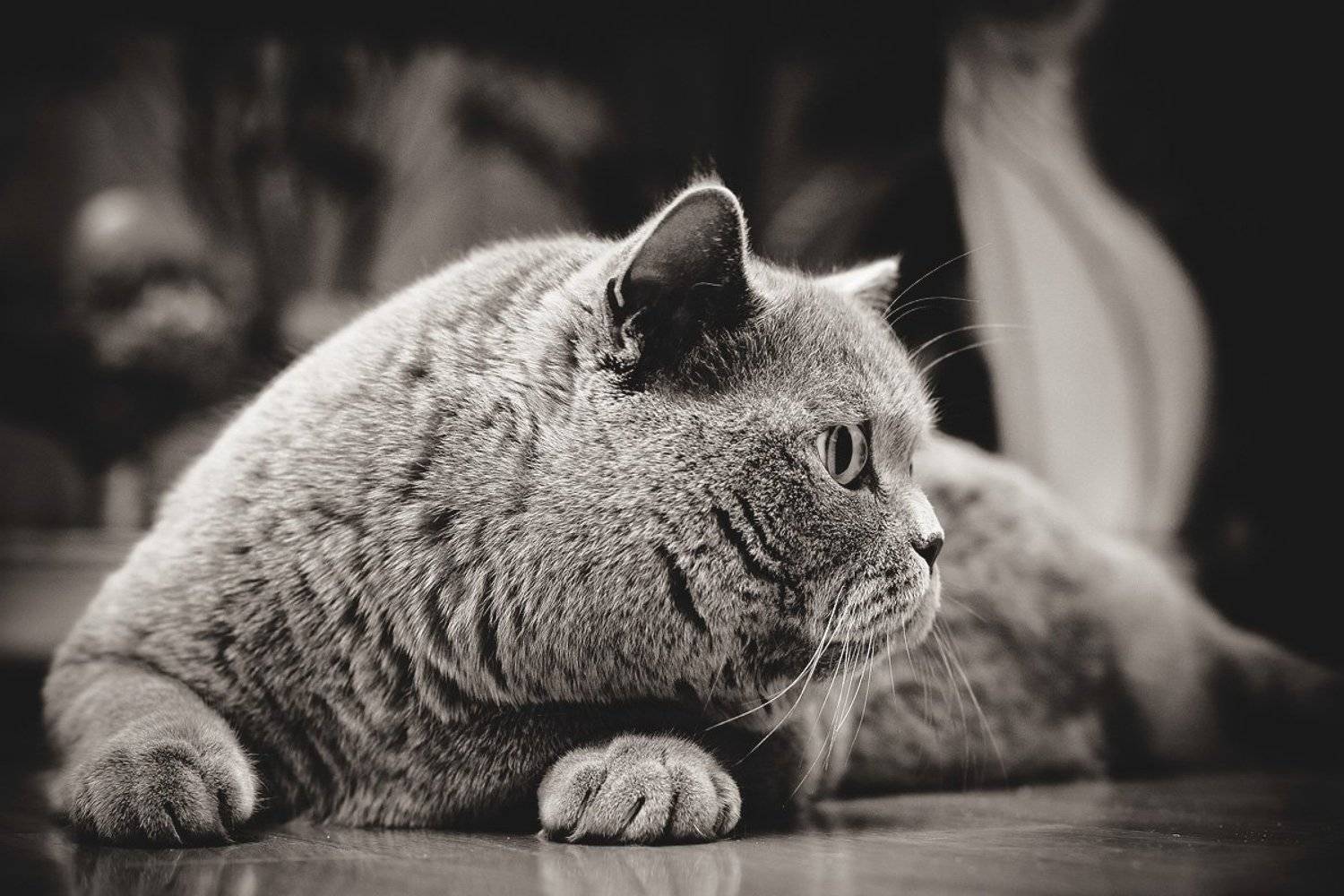 , Алексей Тарабрин