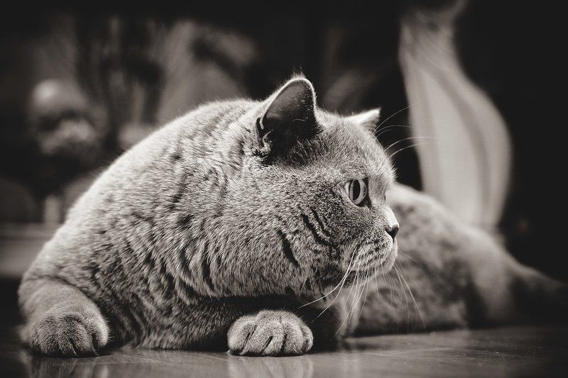 Элвис фото превью