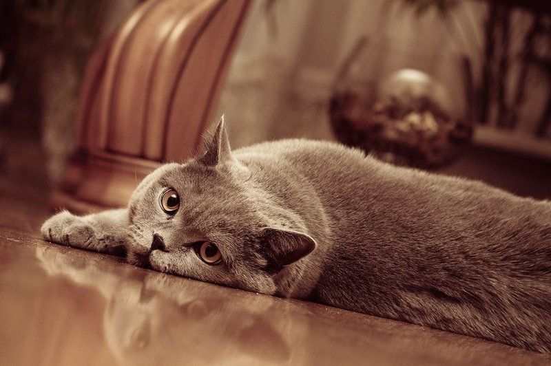 Мысли ... фото превью