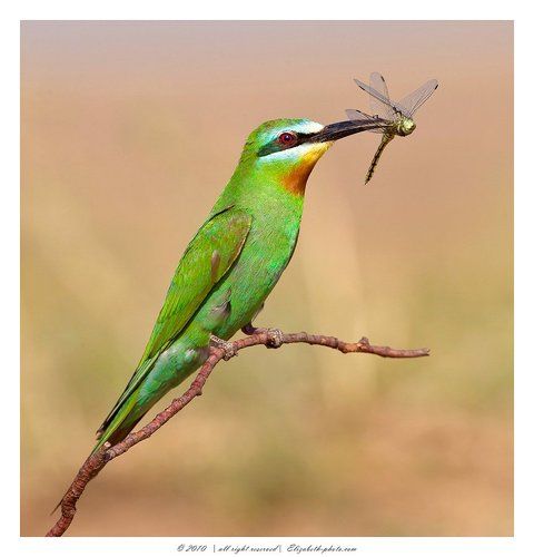 Зелёная щурка - Blue-cheeked Bee-eater