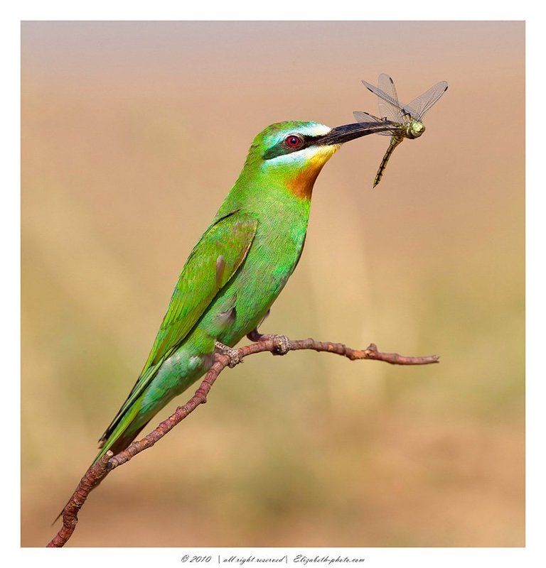 зелёная, щурка, merops, persicus, маныч, россия Зелёная щурка - Blue-cheeked Bee-eater фото превью