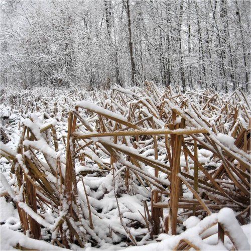 Шумел камыш...