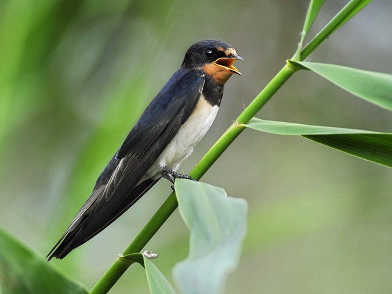 Деревенская ласточка фото превью