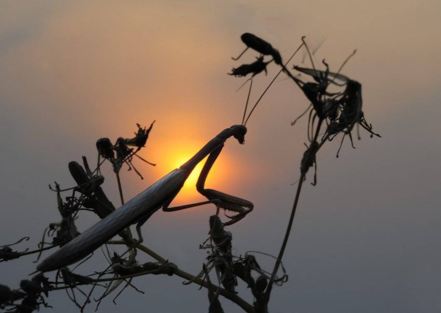 mantis, religiosa, богомол, Юрий Охлопков