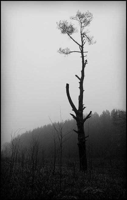 , Александр Гришаев