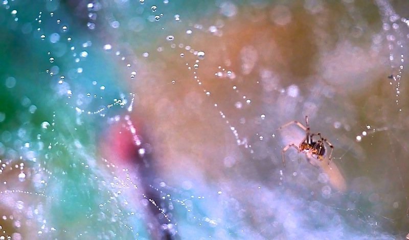 Rain фото превью