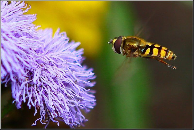 BZZzz)) фото превью