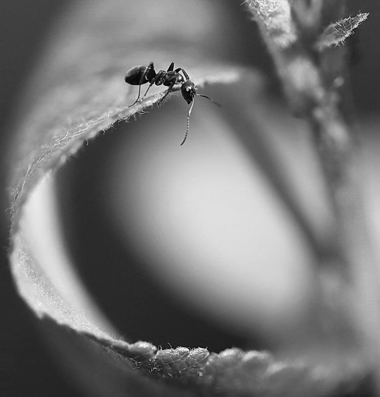 Черно-белое макро фото превью