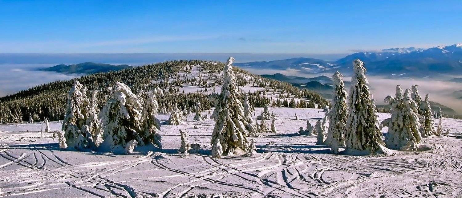 горы, зима, елки, татры, Vasylevskyy Vitaliy