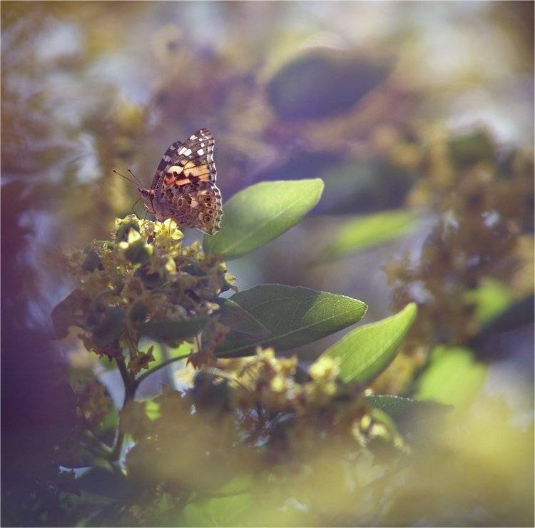 , Наталья Ова