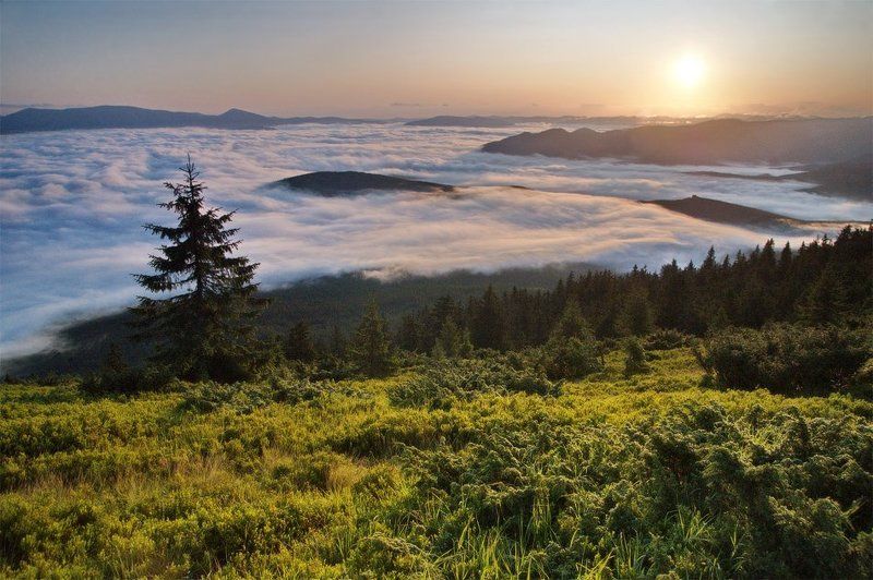 карпаты, природа, пейзаж, утро, путешествие *** фото превью