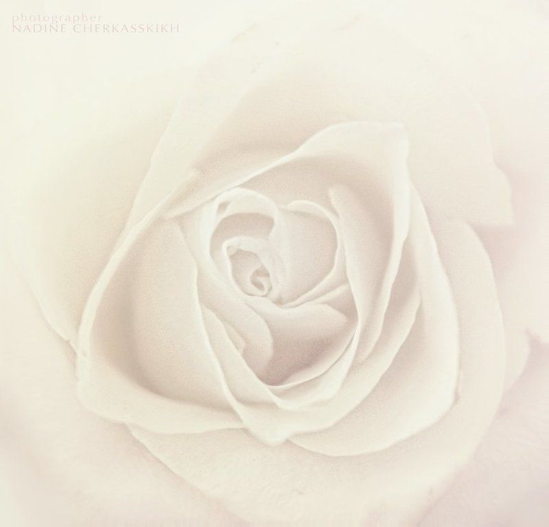 Rose фото превью