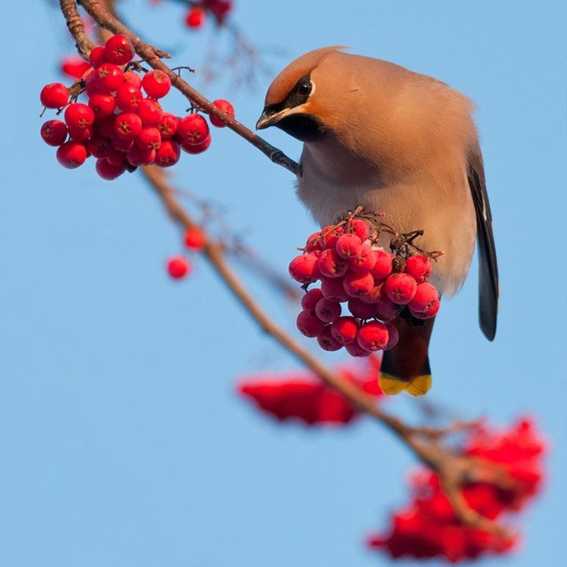 зима, рябина, свиристель Свиристель фото превью