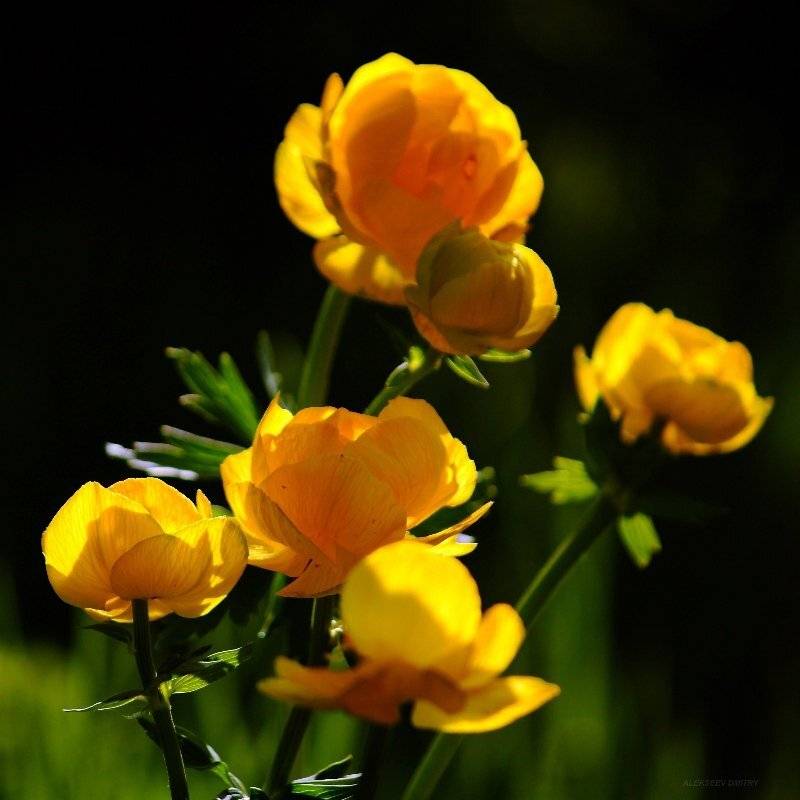 италмас, весна, настроение, Дмитрий Алексеев