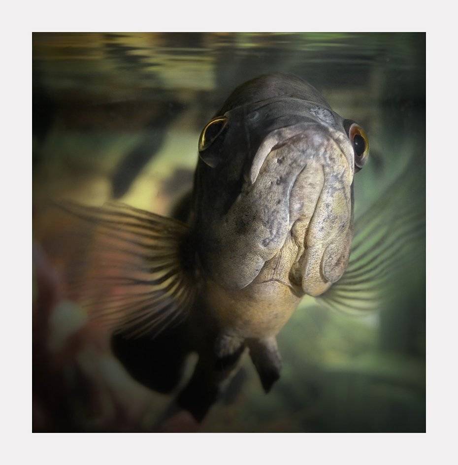 , Сергей Полукаров