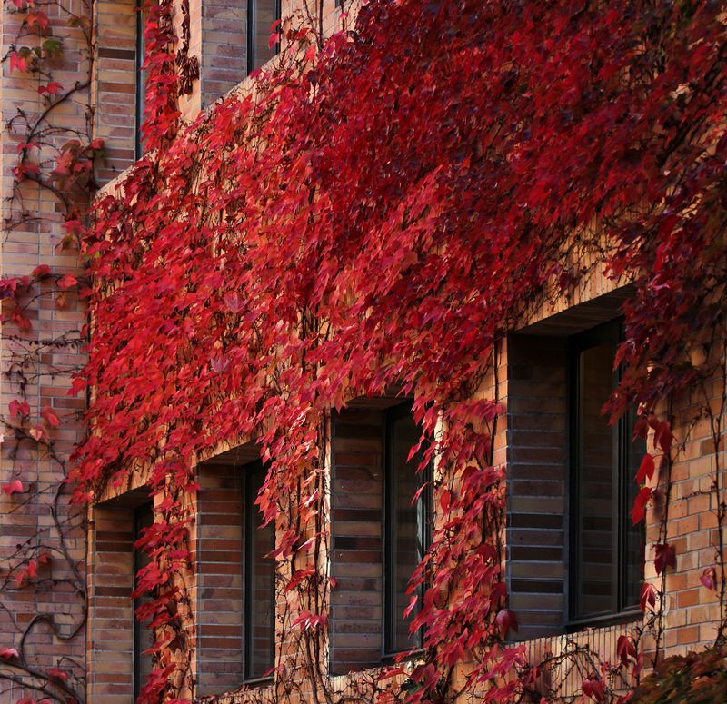 red фото превью