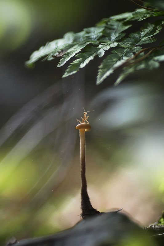лес, гриб, лист, папоротник, богомол, новорожденный, новорожденный богомол Покоритель вершин фото превью