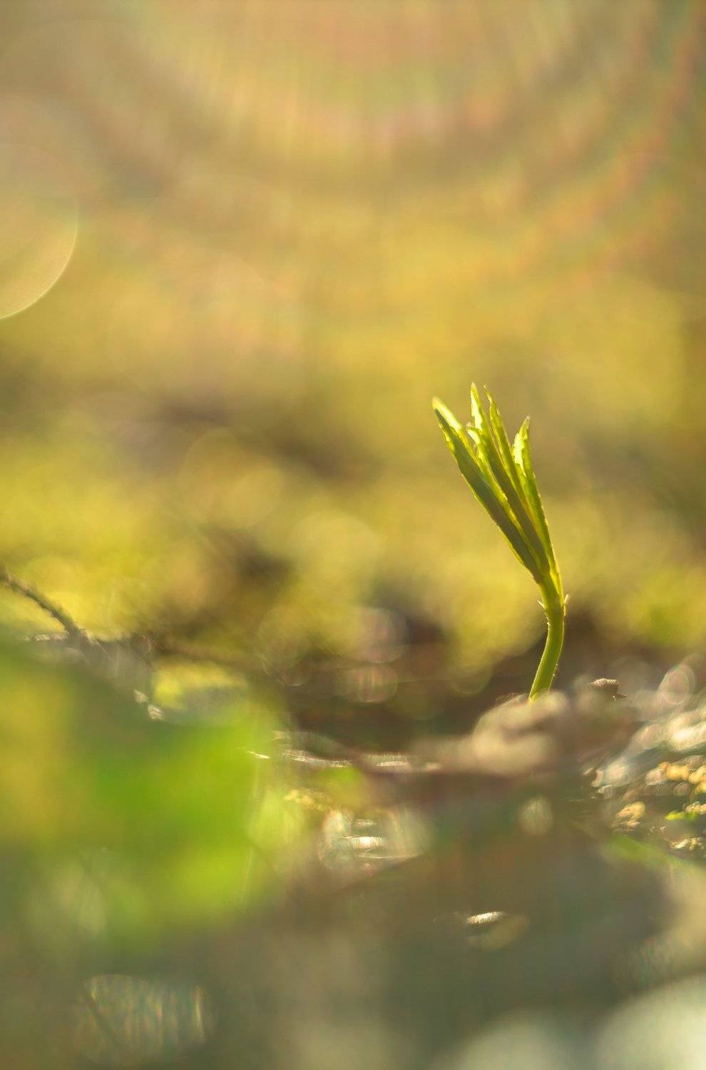 росток, ввысь, тяга, к свету, к солнцу, рост, боке, лучи, вечер, солнечно, зелёный, сила, жизнь, Ксения Соварцева