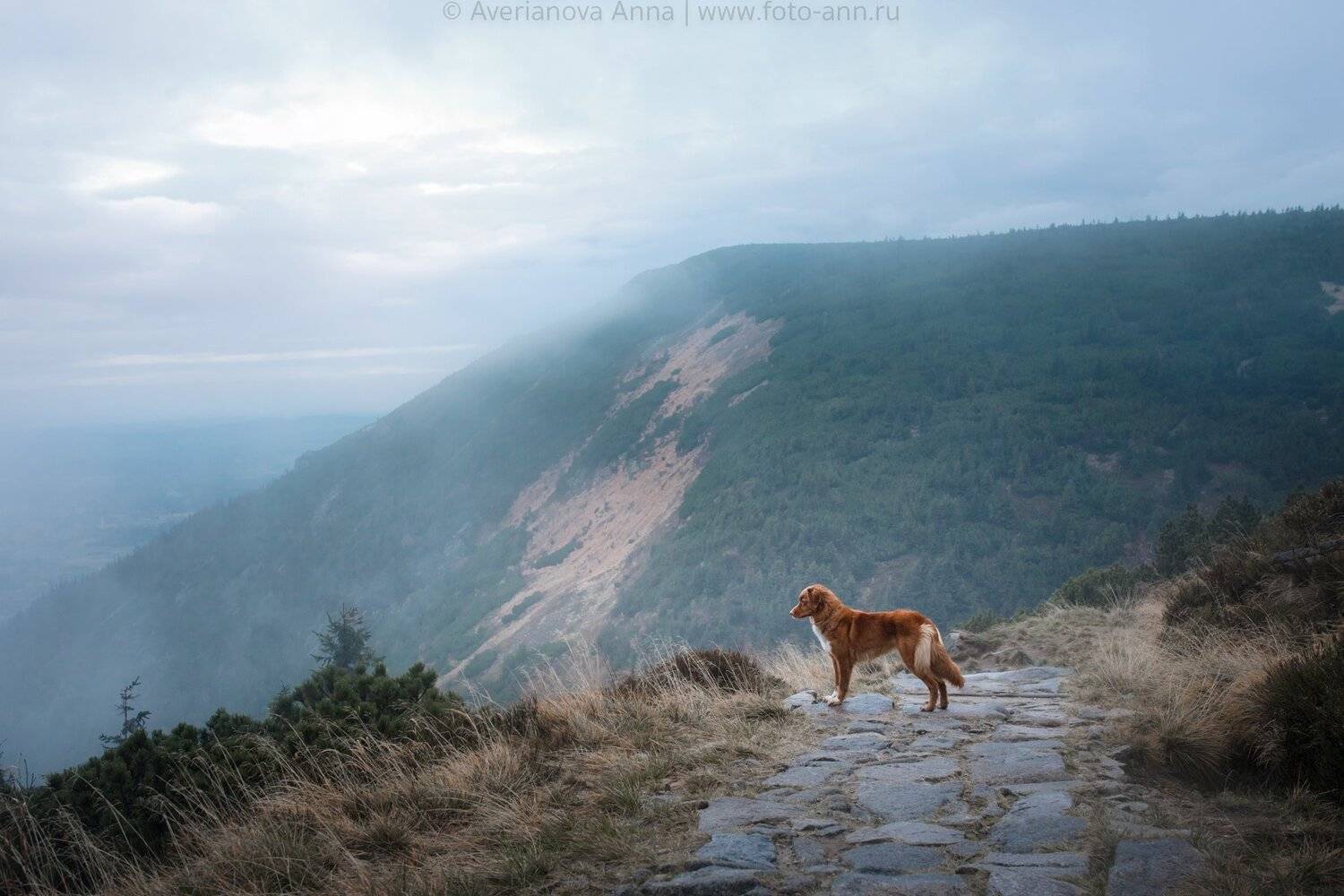 собака, природа, горы, Анна Аверьянова