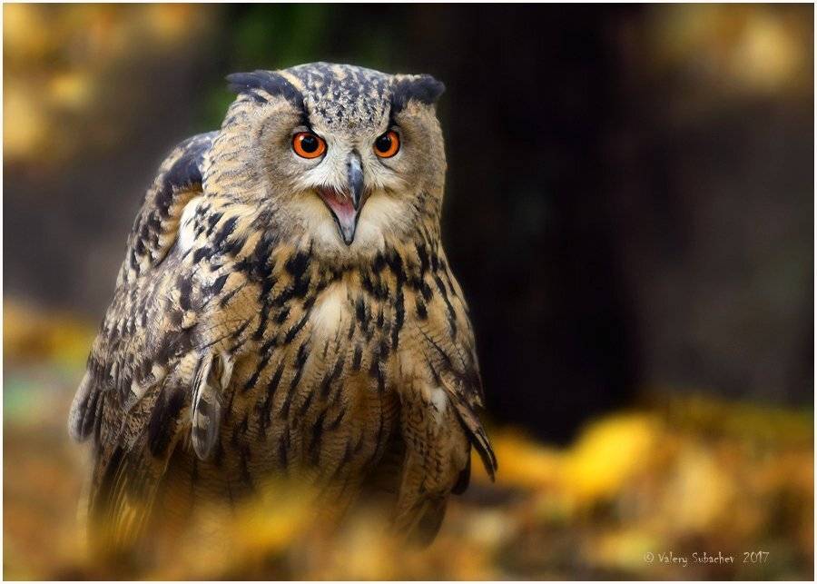, Валерий Субачев