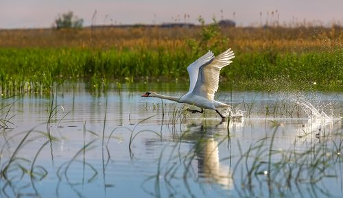 Дикие лебеди в дельте Волги.