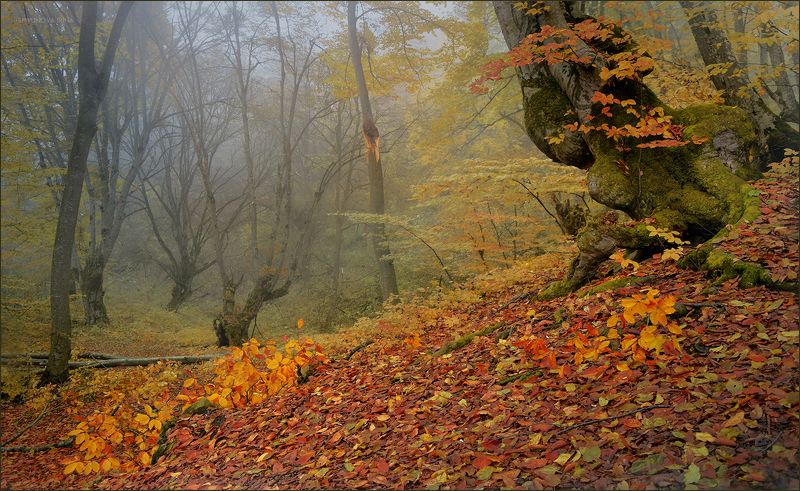 Осень золотая фото превью
