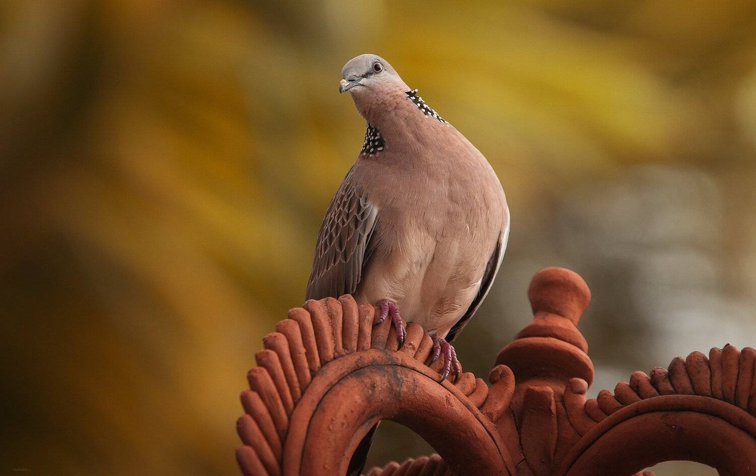 природа, животные, птицы, индонезия, Дмитрий Посевич