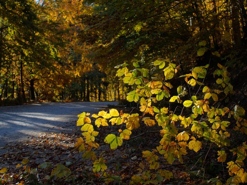 Pastel colors of autumn фото превью