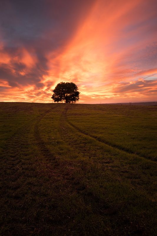 Lonley tree фото превью