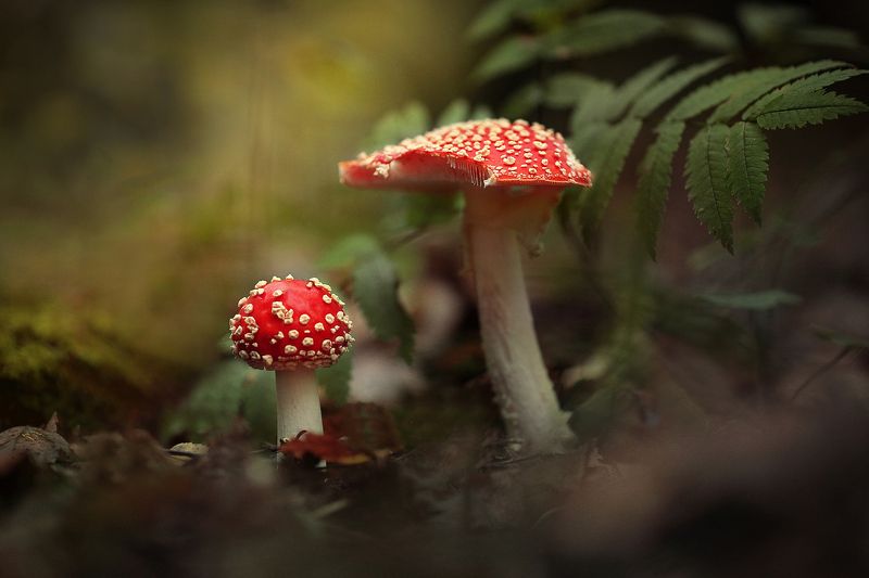 Мухоморы фото превью