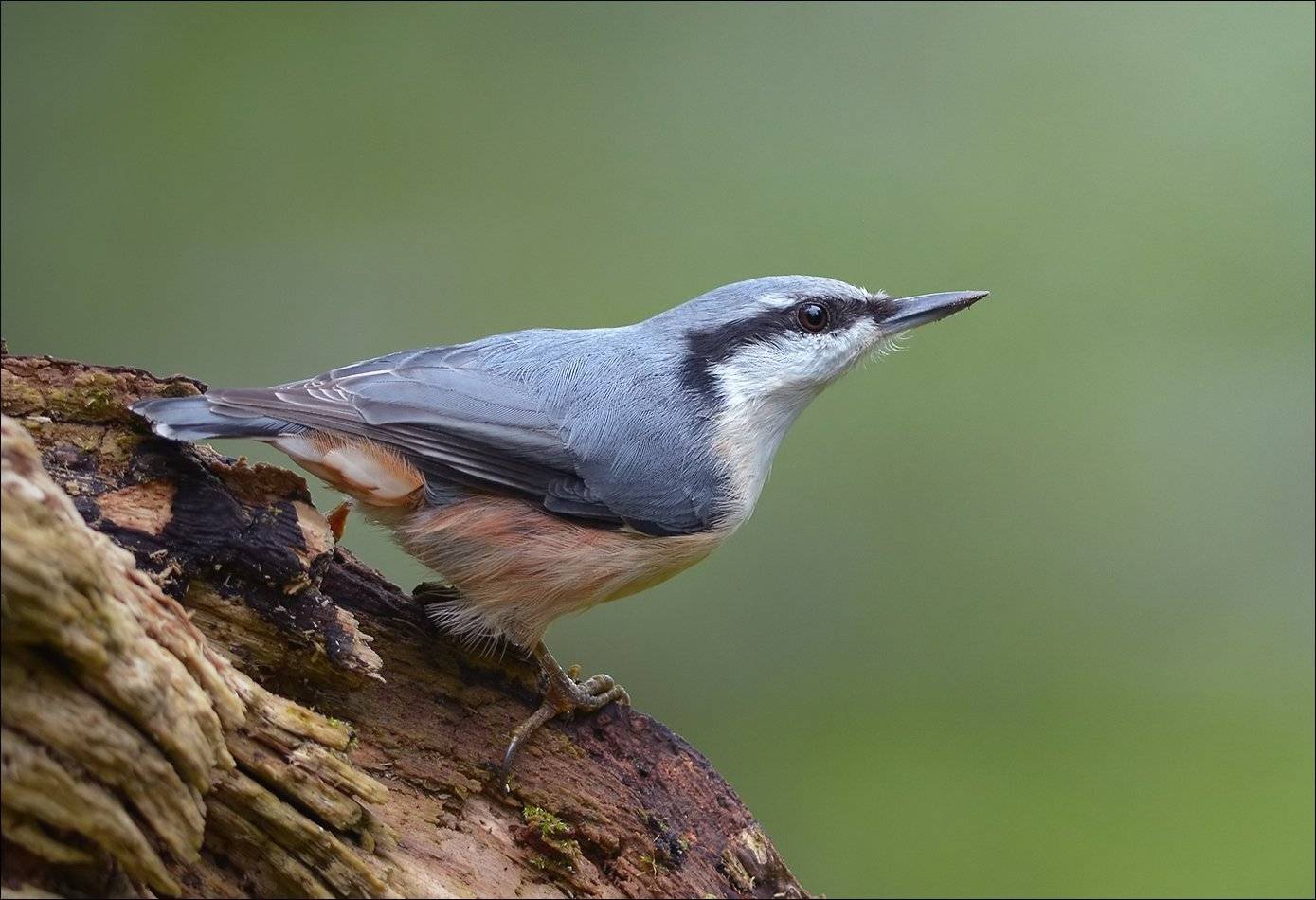 поползень, Андрей Медведев