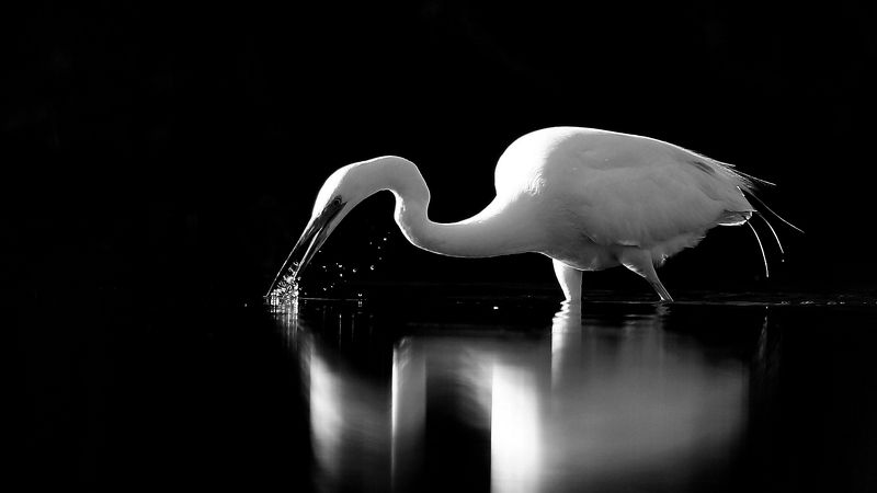 bird,birds,nature,wildlife,great egret,black & white, b & w , птицы,  птица , большая белая цапля , дикая природа , фауна , Black & White фото превью