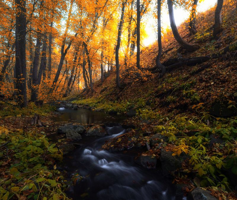 осень, лес, ручей, сара, оренбуржье,  Осень в Саринском лесу фото превью