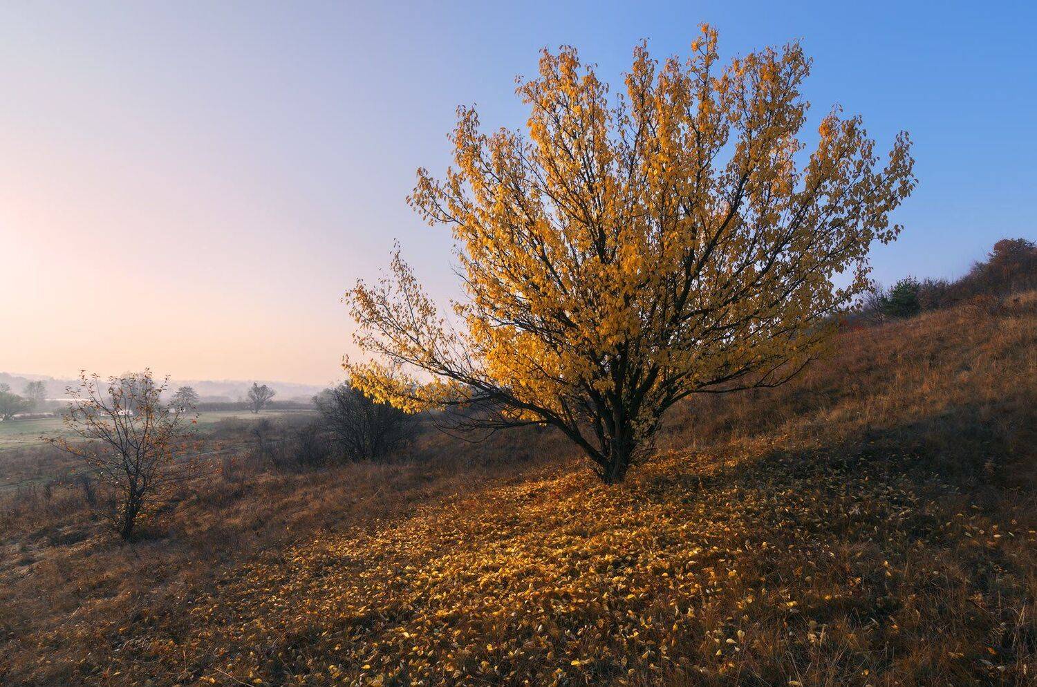осень, октябрь, пейзаж, утро, рассвет, листопад, заморозок, сезон, меланхолия, настроение, Станислав Саламанов