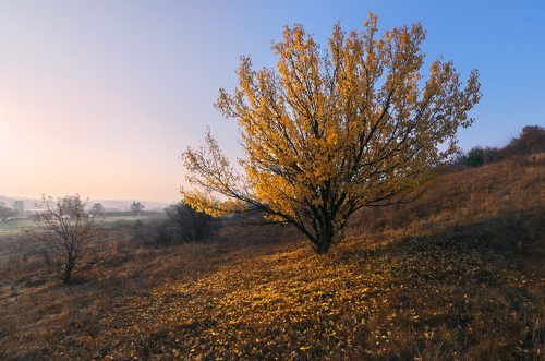 Последний лист