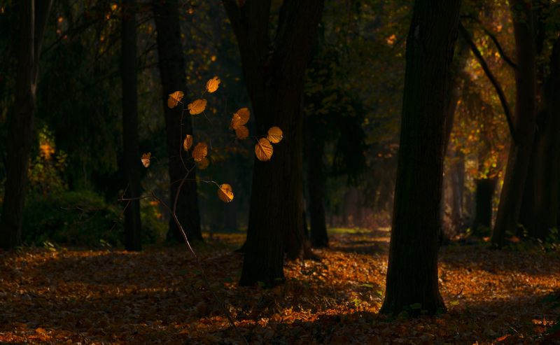 ceclii, nikon d3400  фото превью