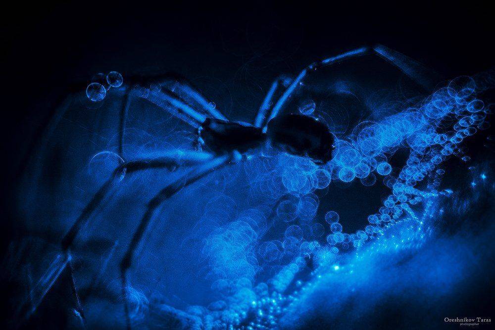 макро,паук,насекомые,ужас, Taras