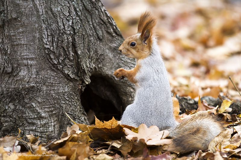 Белка фото превью