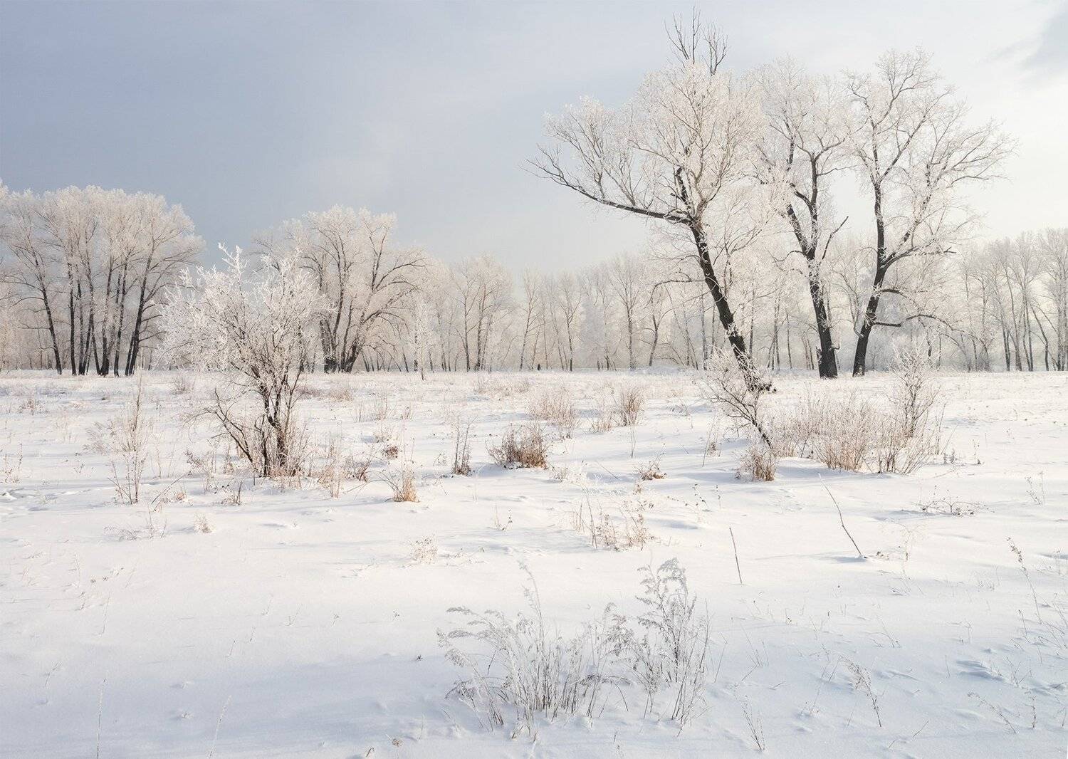 , Лещёнок Александр