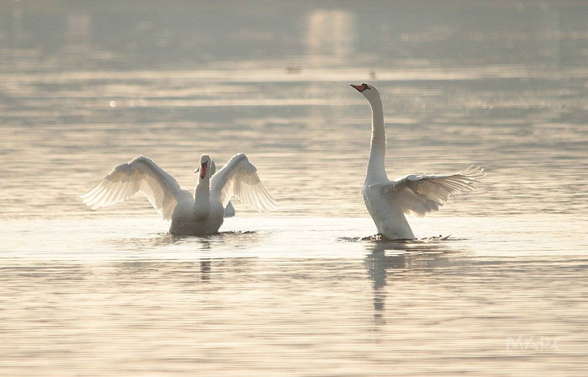 птицы лебеди озеро, Шангареев Марс