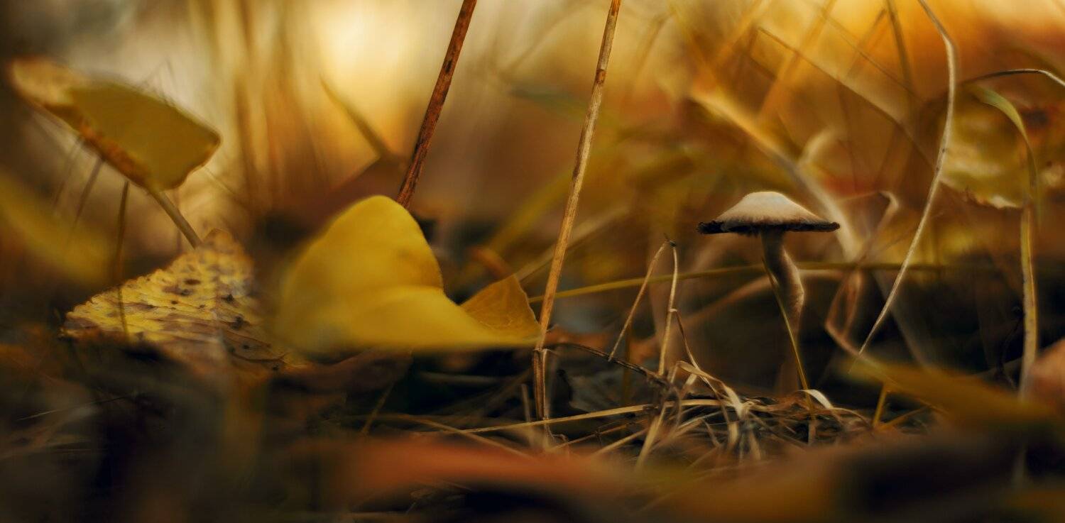 осень, природа, беларусь, лес, Sixten ( Сергей )