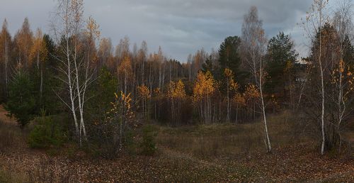 Перед первым снегом