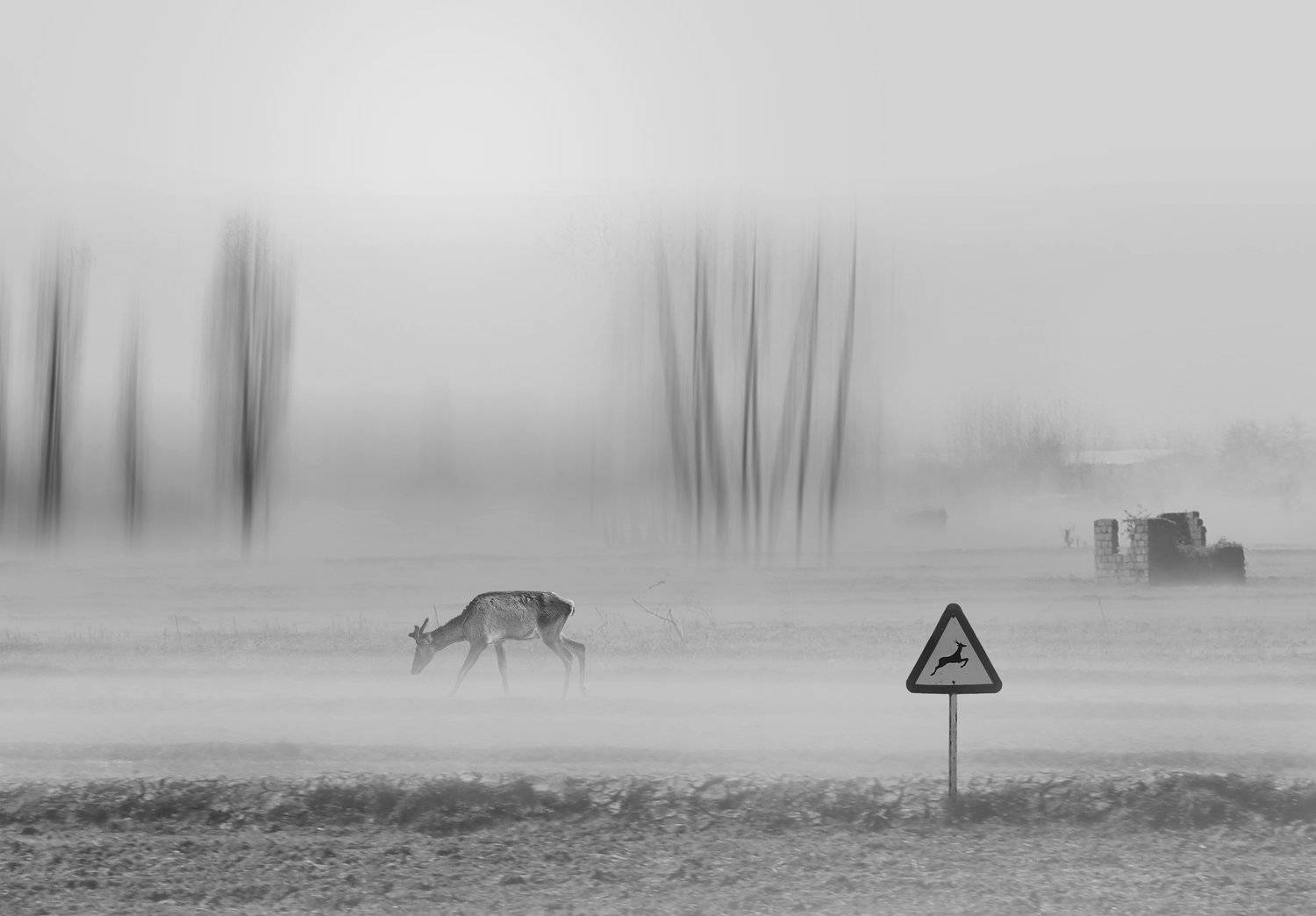 #man #cloudly #bnw #fine_art #sky #cloud #mehrzad_photo #hossein_mehrzad #black_and_white #b&w #editing #photoshop #creative #photo_art #digital #mehrzad #photography #creative_art #consept_art #pesonal #crush #animal #bear #blinds, Hossein Mehrzad