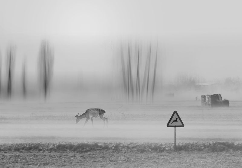 #man #cloudly #bnw #fine_art #sky #cloud #mehrzad_photo #hossein_mehrzad #black_and_white #b&w #editing #photoshop #creative #photo_art #digital #mehrzad #photography #creative_art #consept_art #pesonal #crush #animal #bear #blinds Special World фото превью