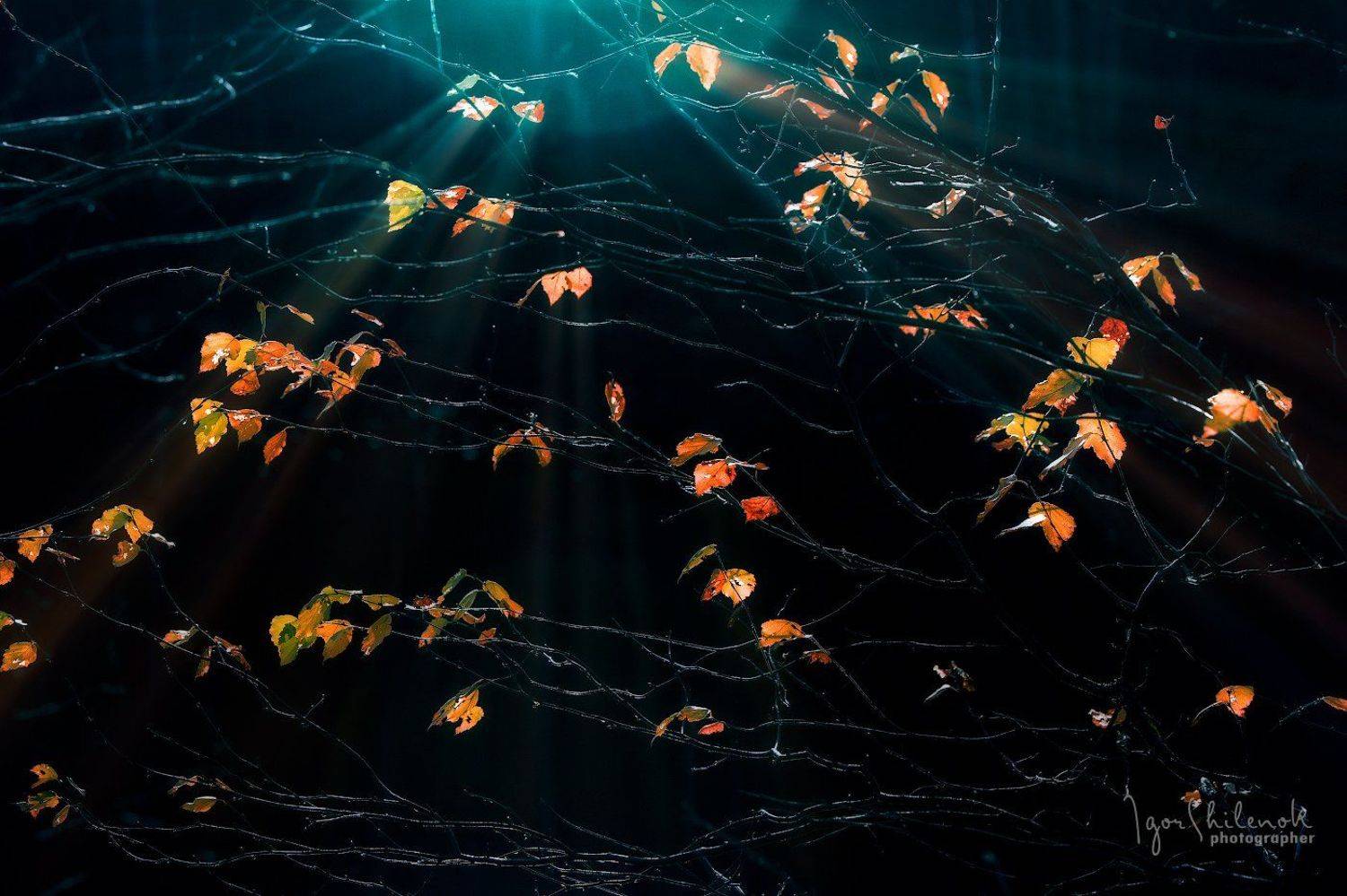 осень, листья, лес, Игорь Шиленок