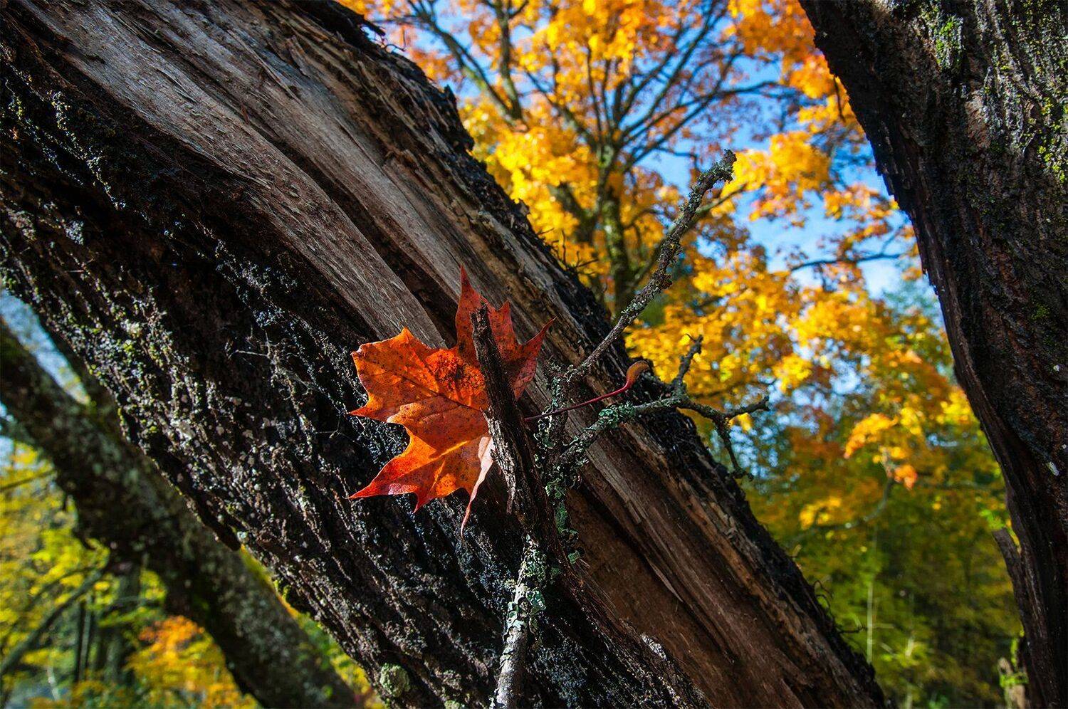 лист,осенние цвета, Daiva Cirtautė