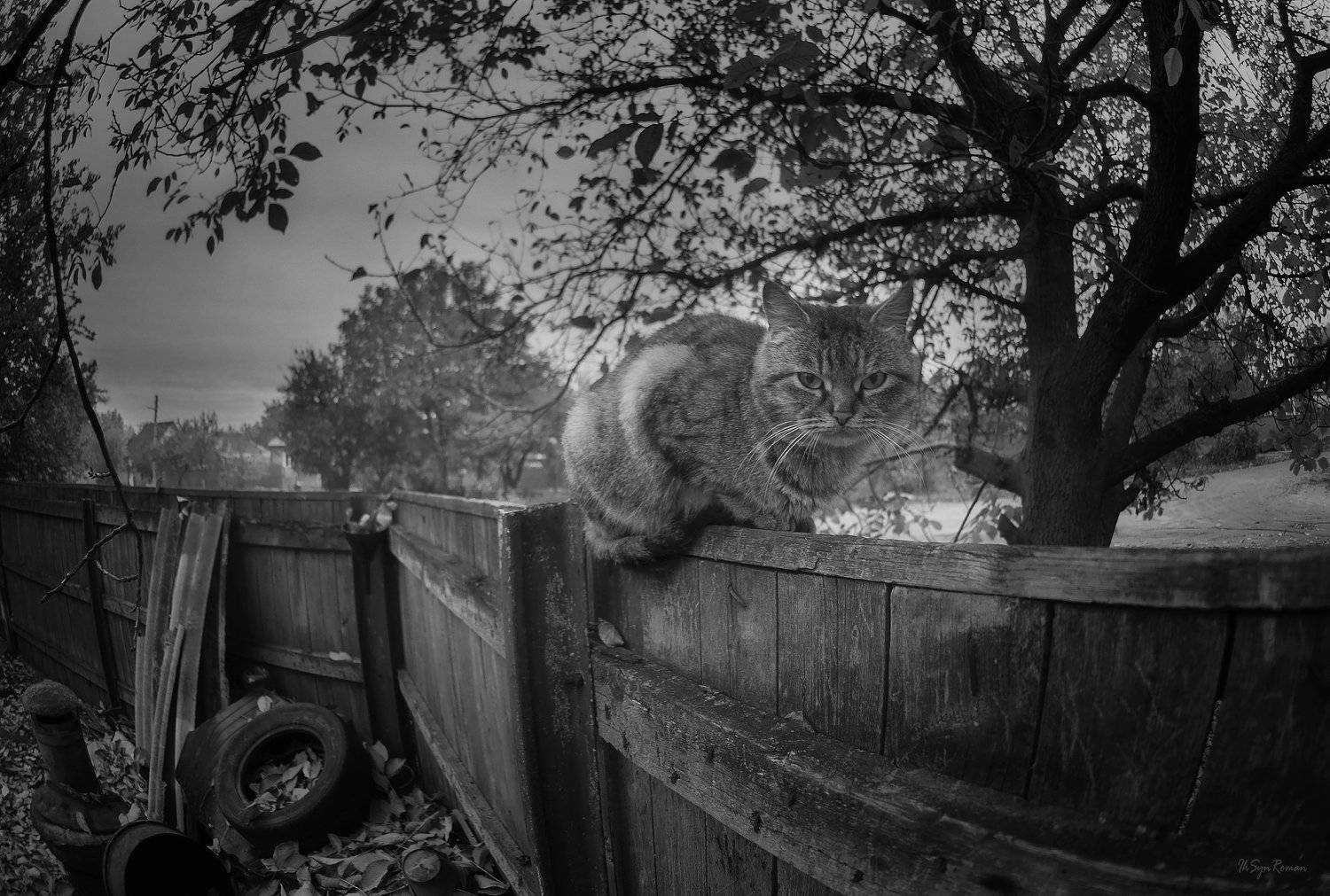 кот,котяра,улица,забор, Roma  Chitinskiy